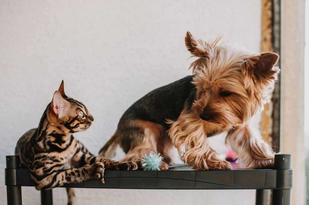 A curious Yorkshire Terrier and Bengal Cat engage playfully on a black table indoors.