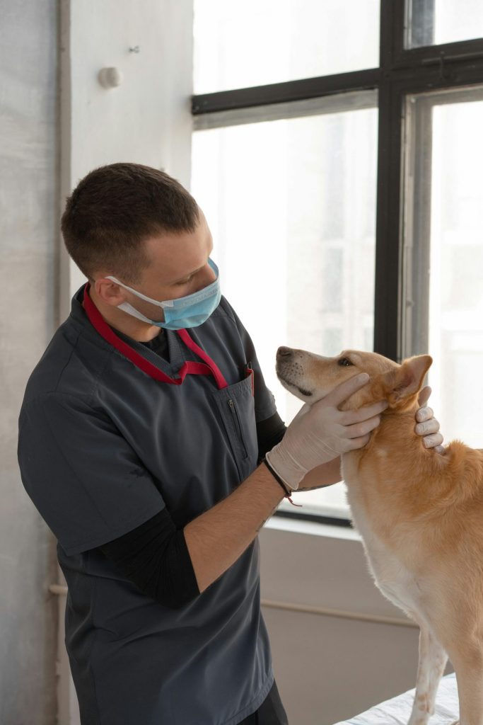 Veterinarian performing a check-up on a dog in an indoor clinic setting, focusing on animal health.