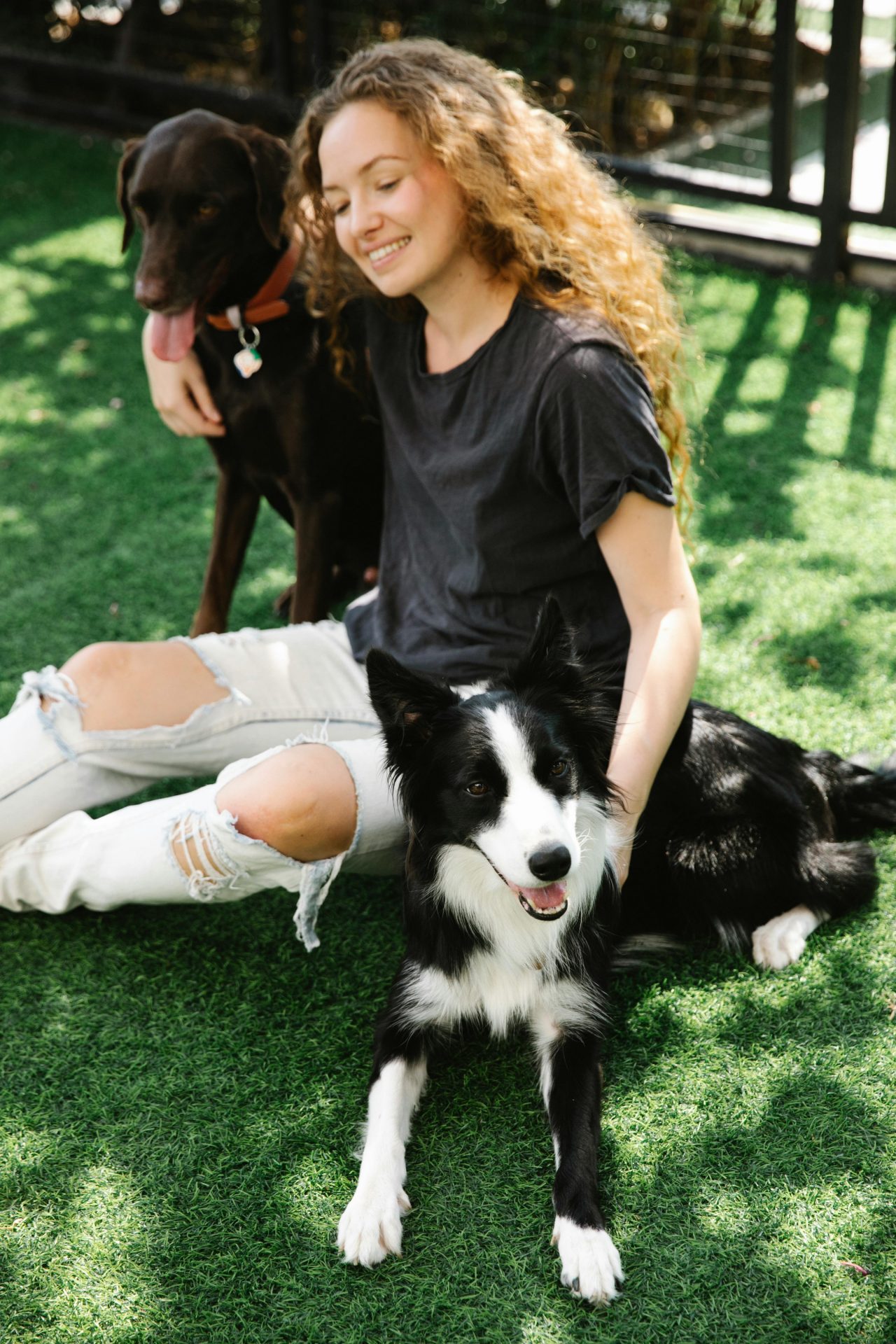 Young woman enjoying time with Border Collie and Chocolate Labrador in a sunny yard.
